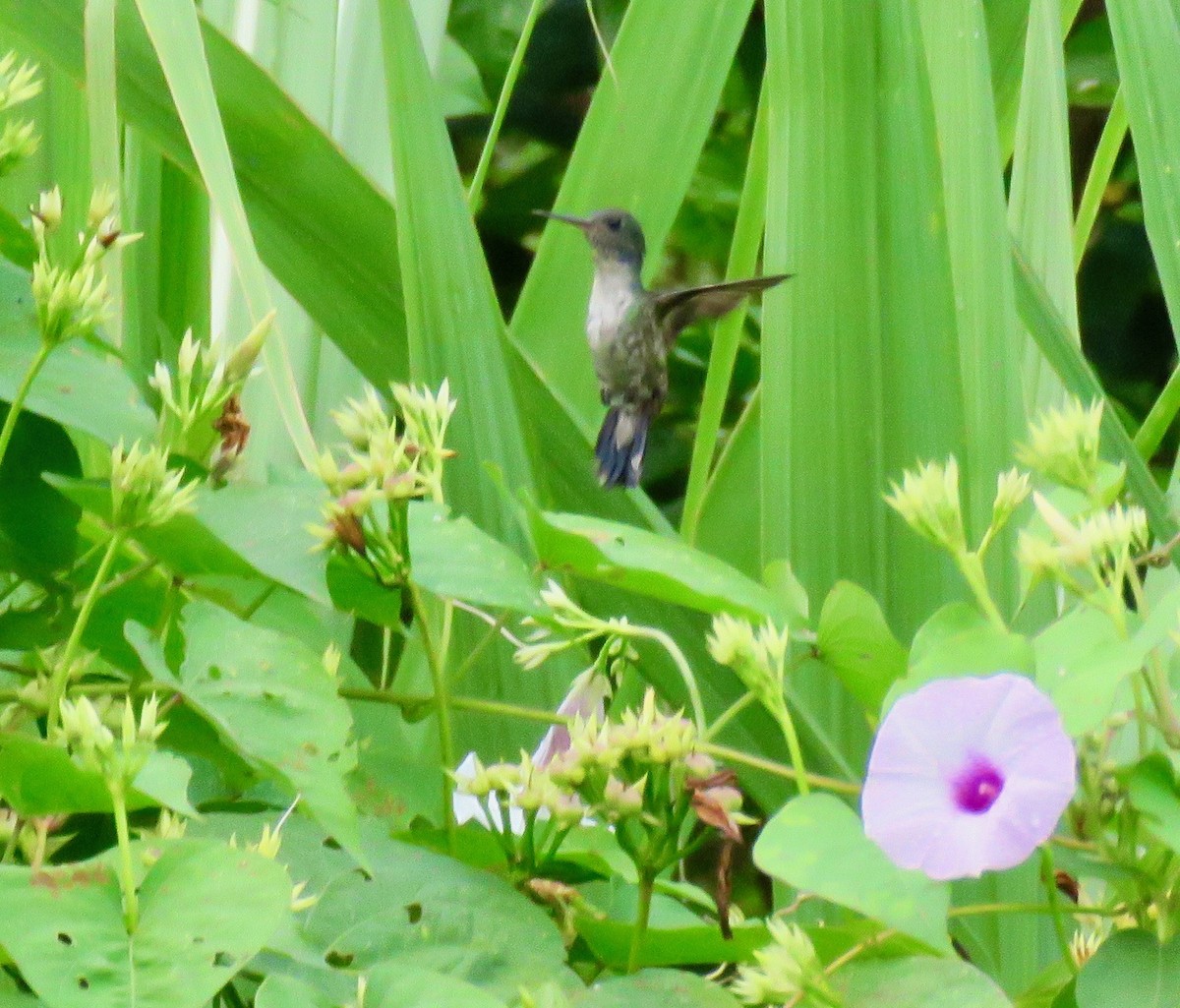 White-chested Emerald - ML216611541