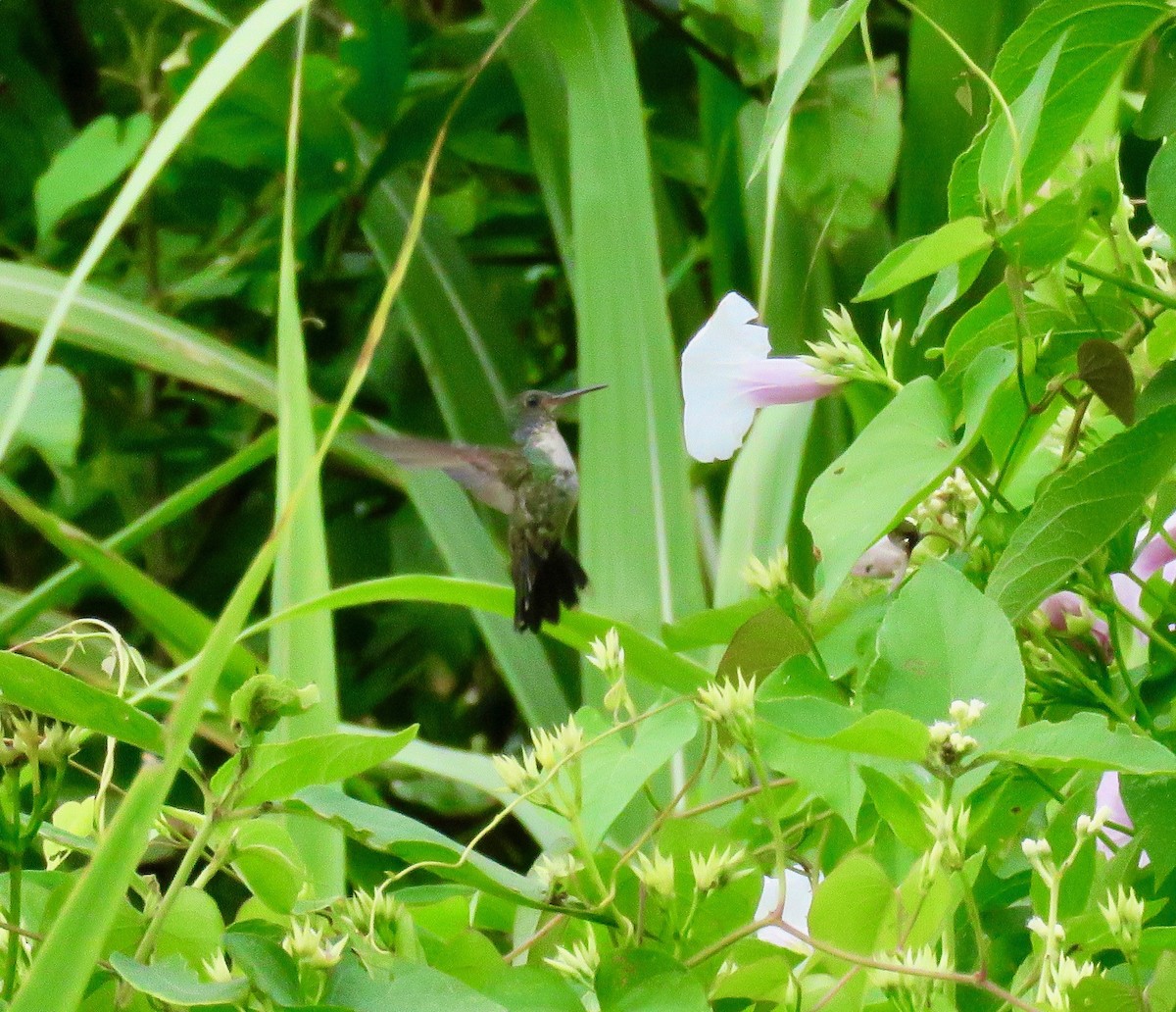 White-chested Emerald - Randy Bumbury