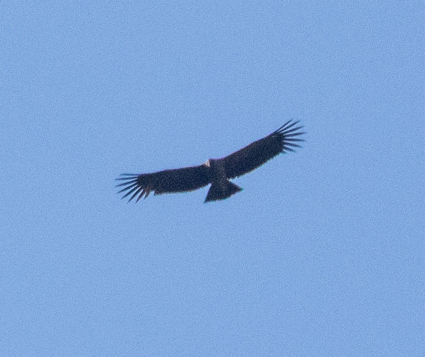 Condor des Andes - ML216612071