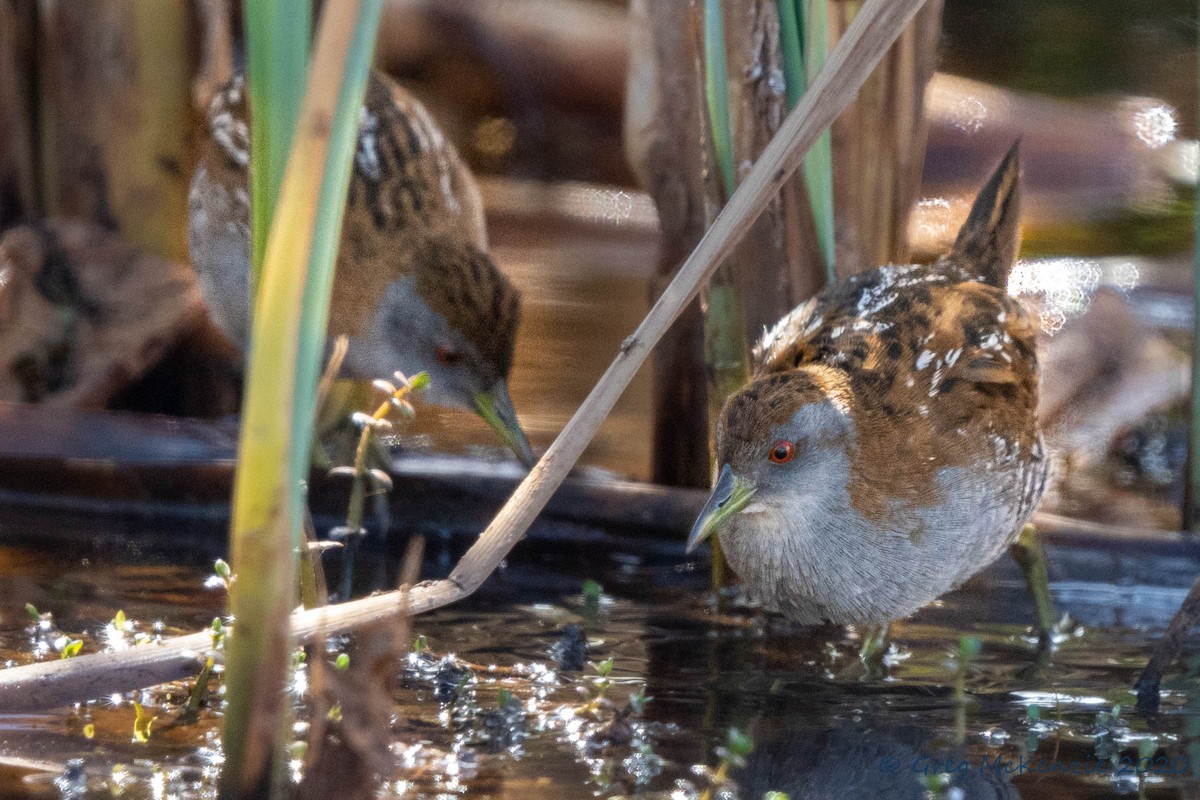 Baillon's Crake - Greg Mckenzie