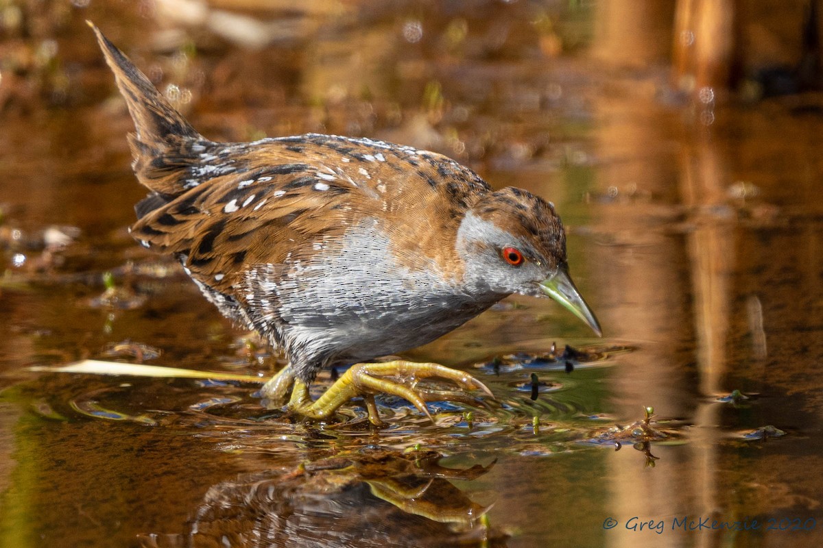 小秧雞 - ML216612671