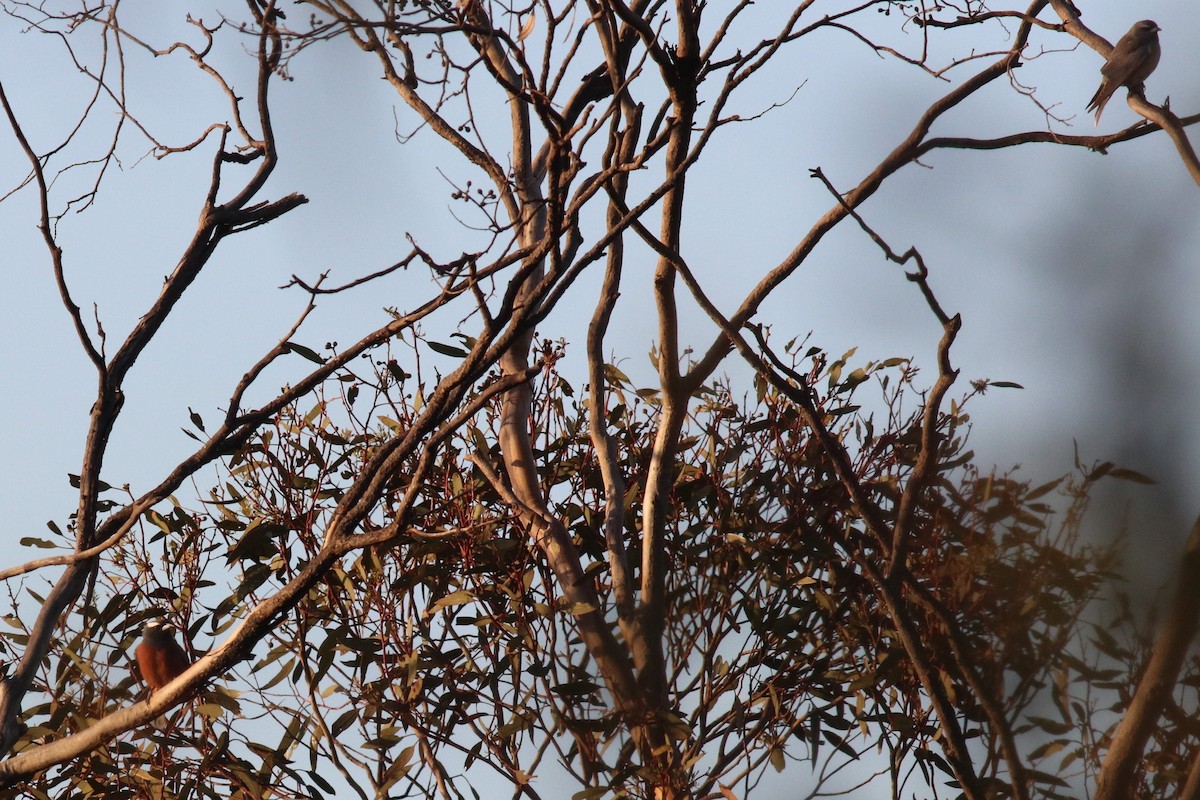 White-browed Woodswallow - ML216615301