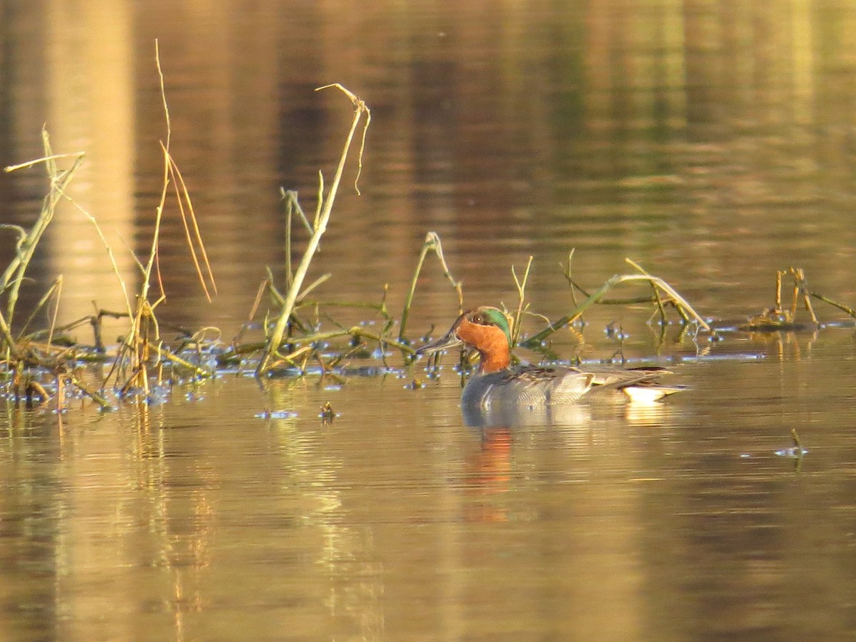 Green-winged Teal - ML21661721