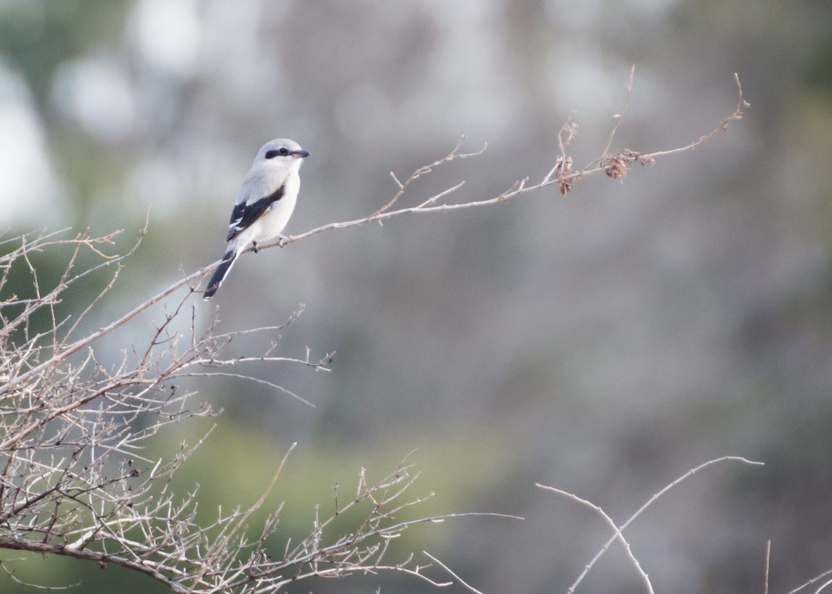 Northern Shrike - Logan Parker
