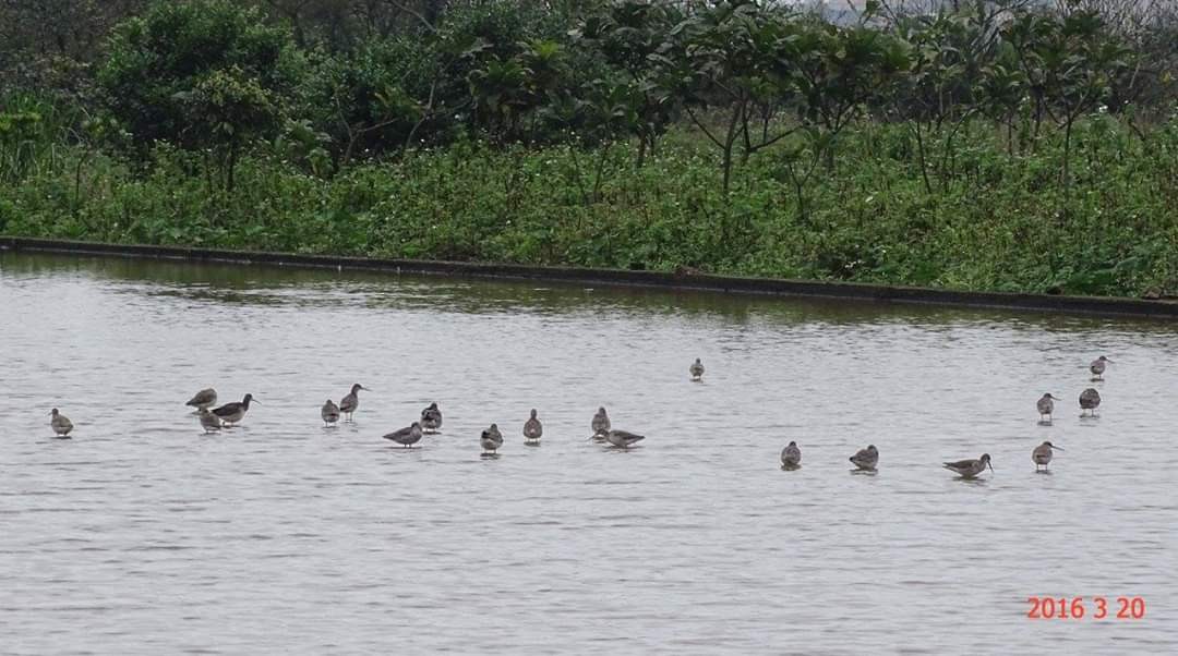 Spotted Redshank - ML216620461