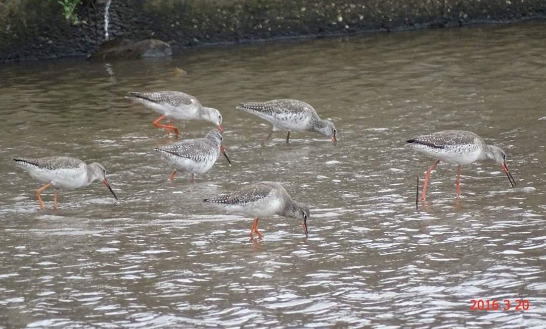 Spotted Redshank - ML216620561