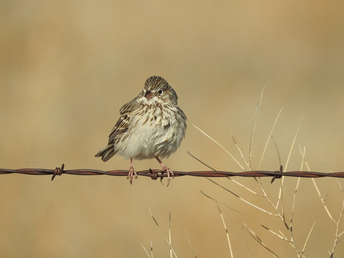 Vesper Sparrow - ML216620701