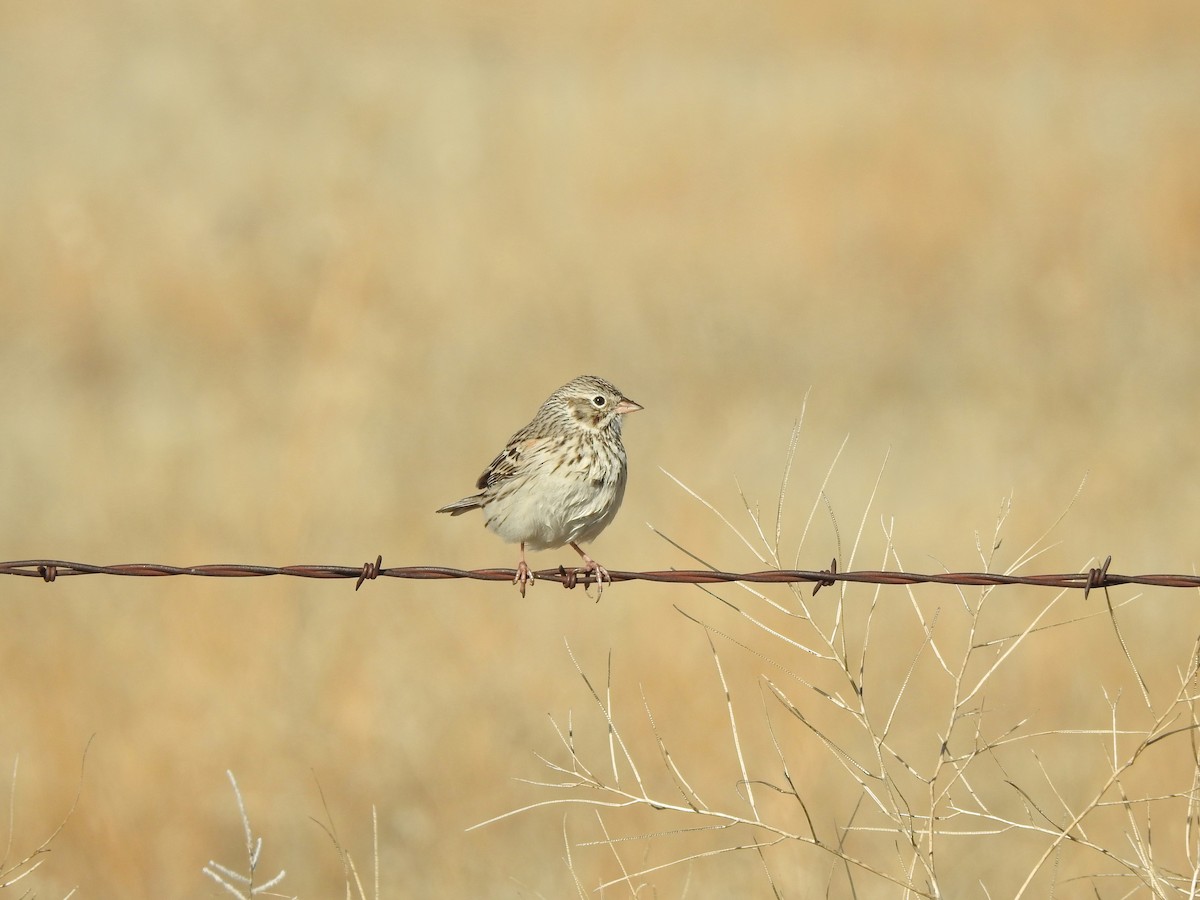 Vesper Sparrow - ML216620711