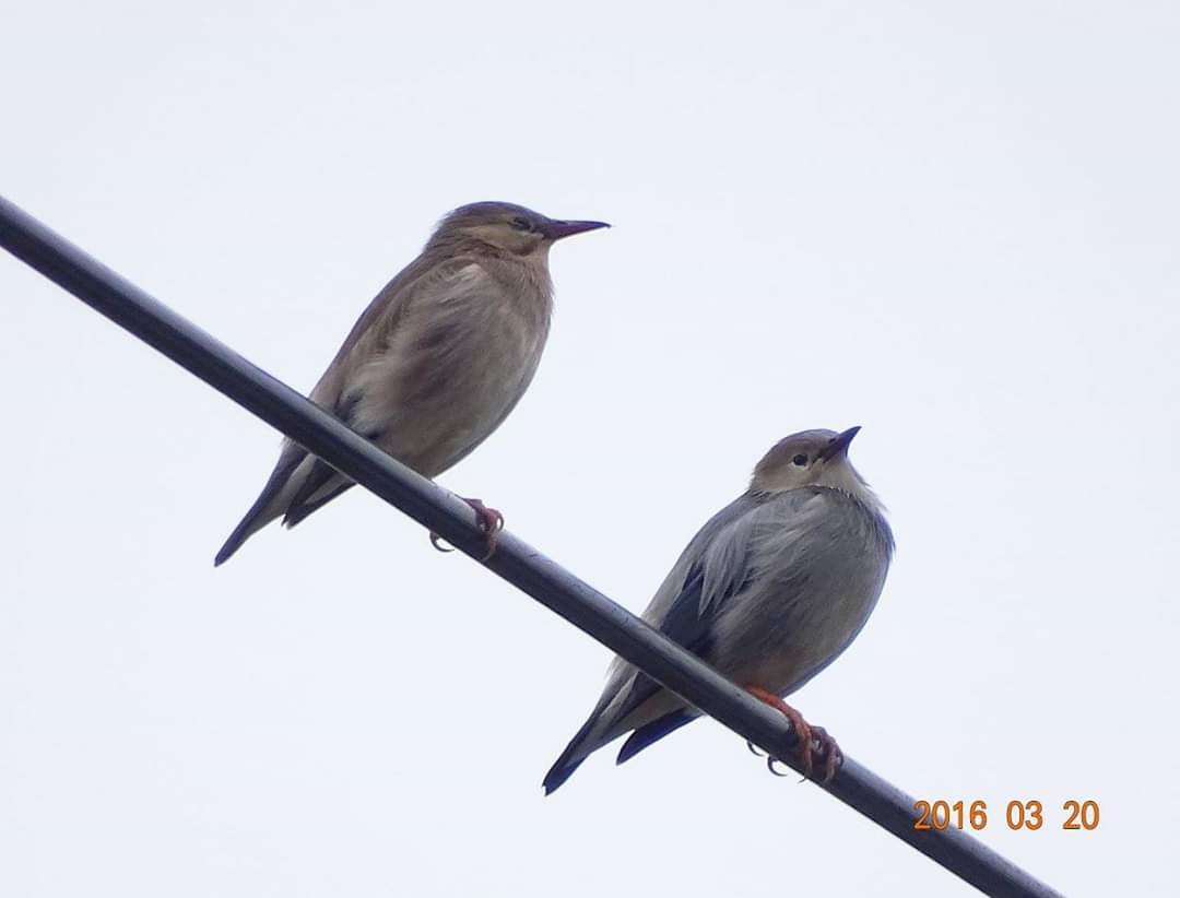 Red-billed Starling - ML216620771