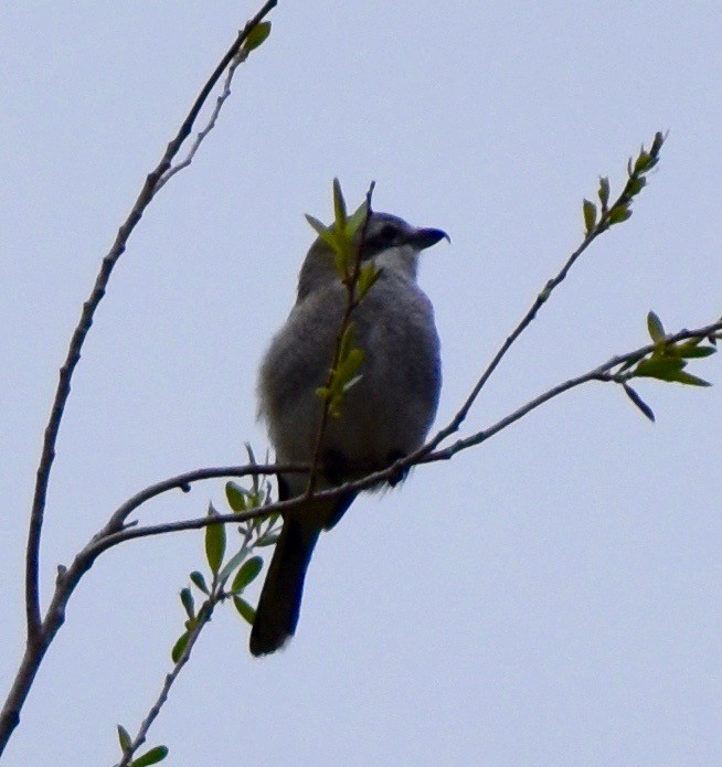 Alcaudón Boreal - ML216621011