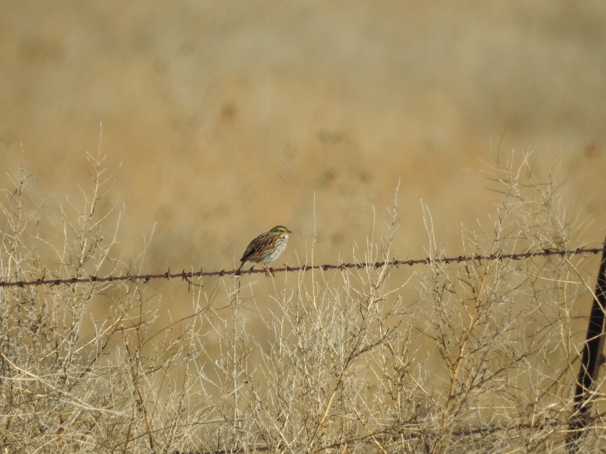 Savannah Sparrow - ML216621071