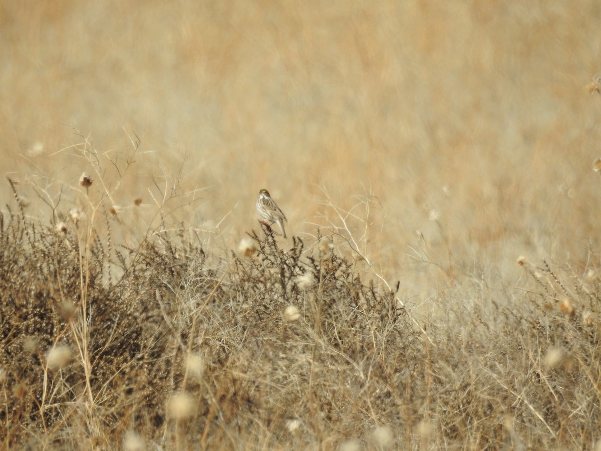 Savannah Sparrow - ML216621131