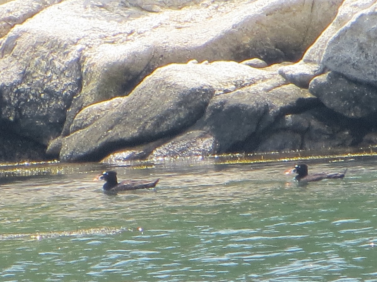 Surf Scoter - Jeffrey Sharpe