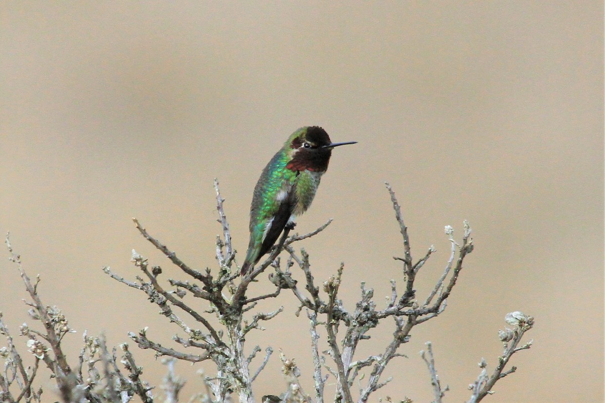 Anna's Hummingbird - ML216623631