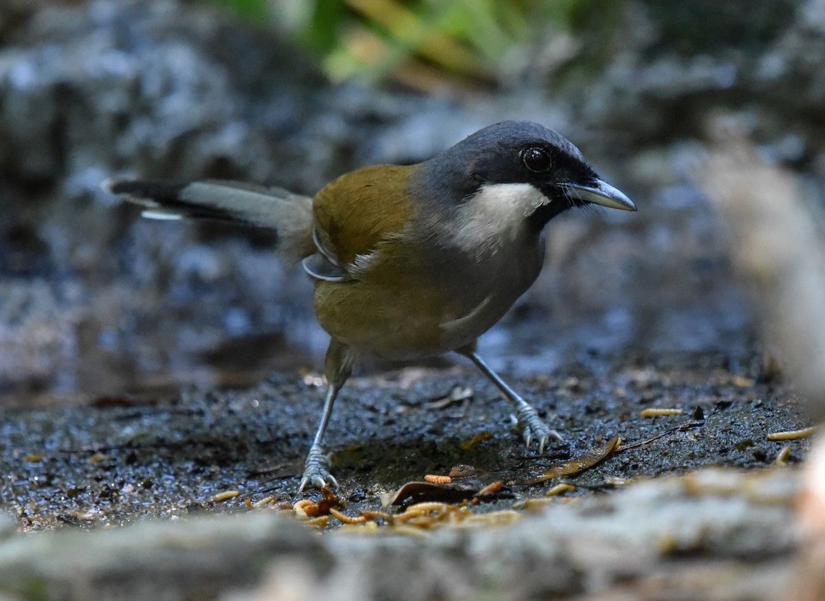 White-cheeked Laughingthrush - Bruce Wedderburn