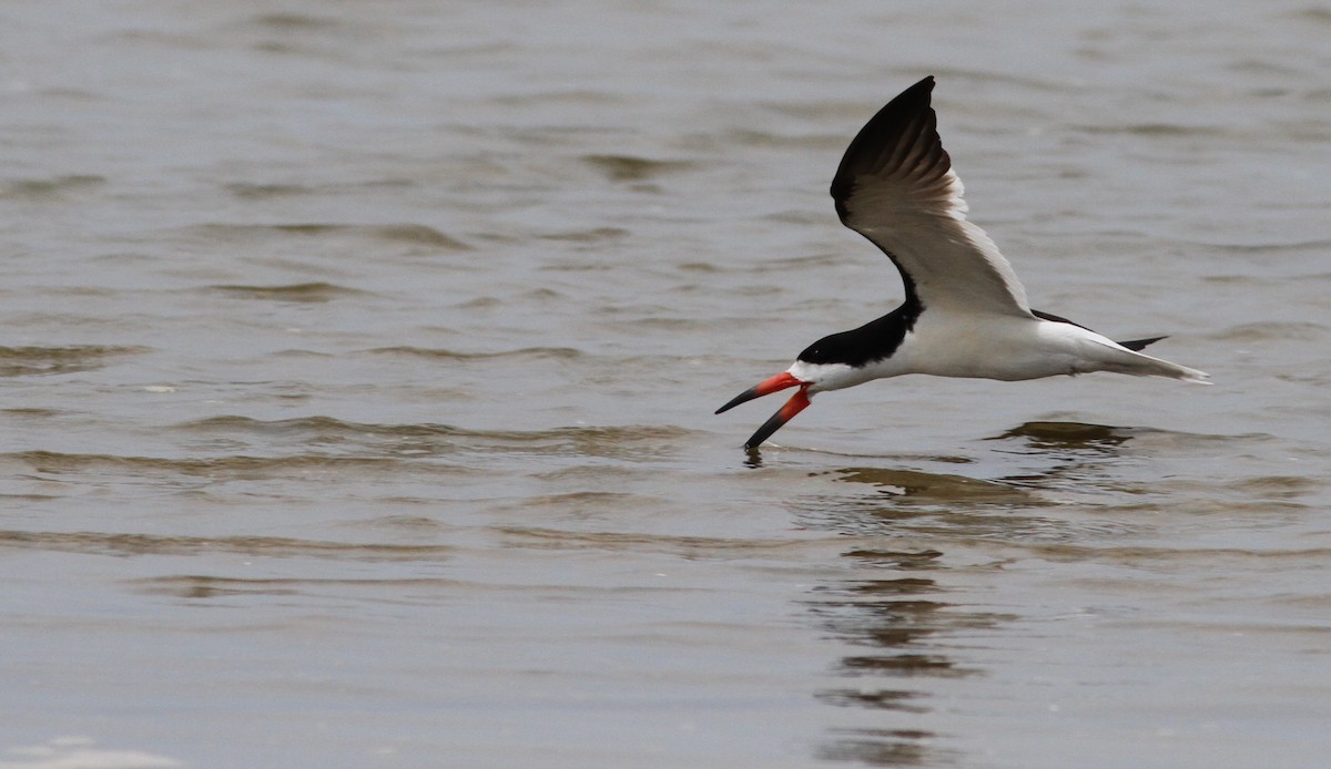 Black Skimmer - Ian Davies