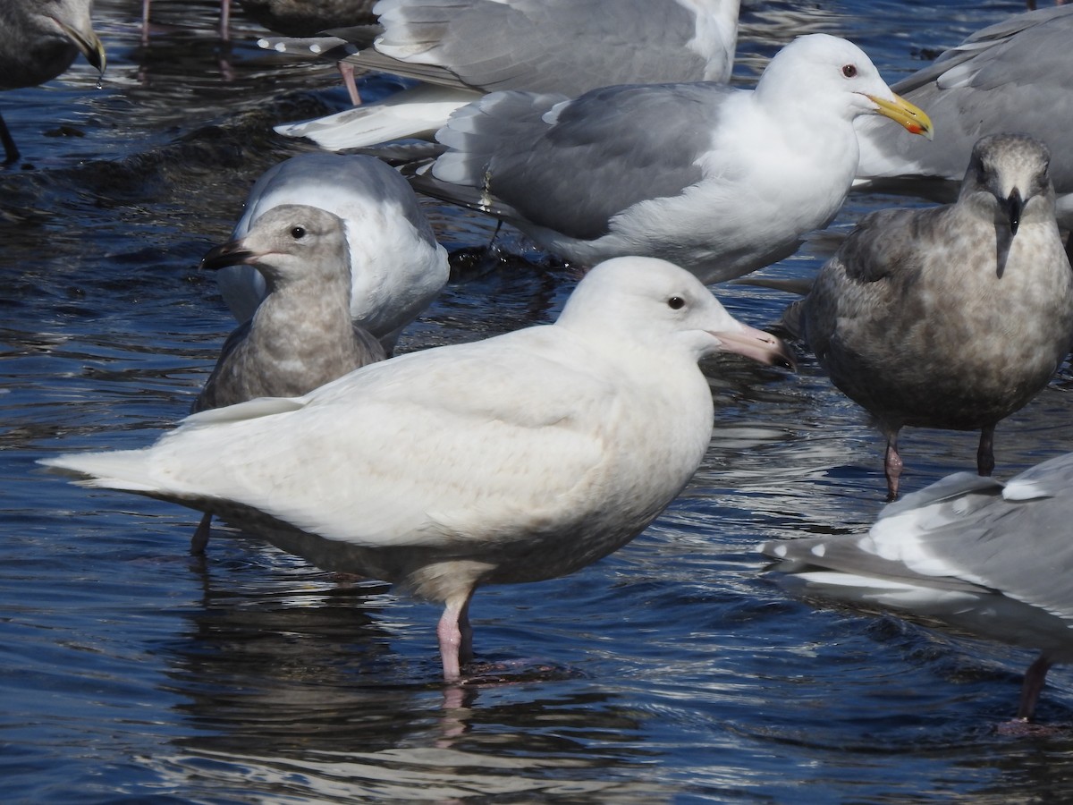 Glaucous Gull - ML216627711