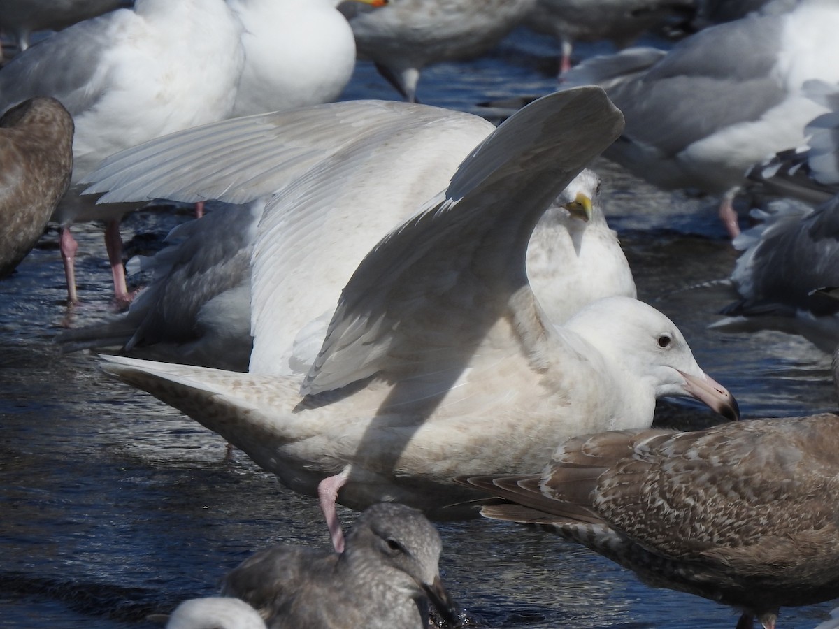 Glaucous Gull - ML216627741