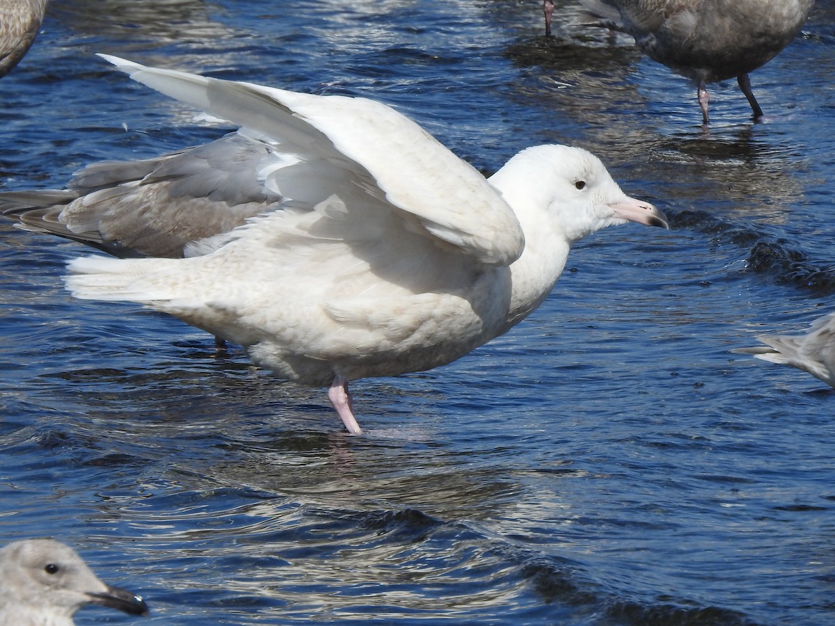 Glaucous Gull - ML216627791