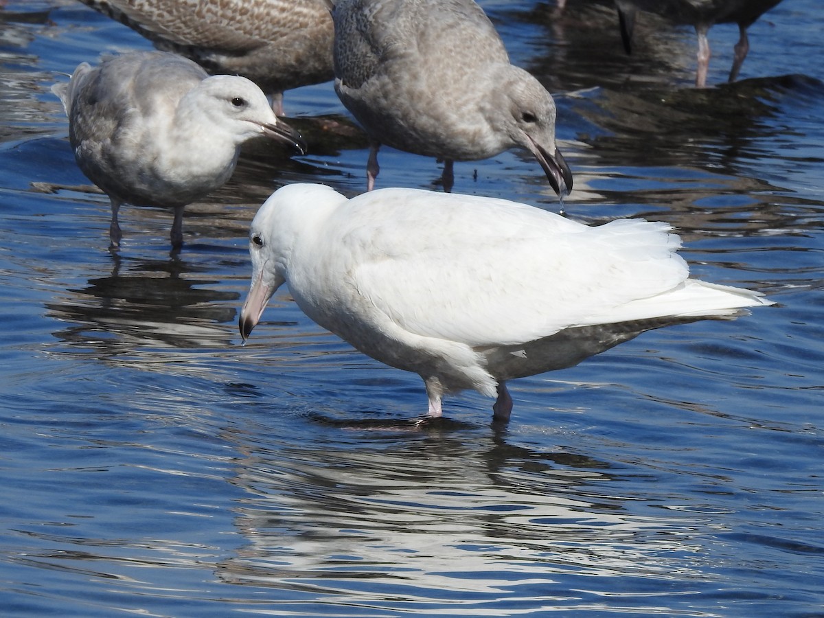 Glaucous Gull - ML216627901