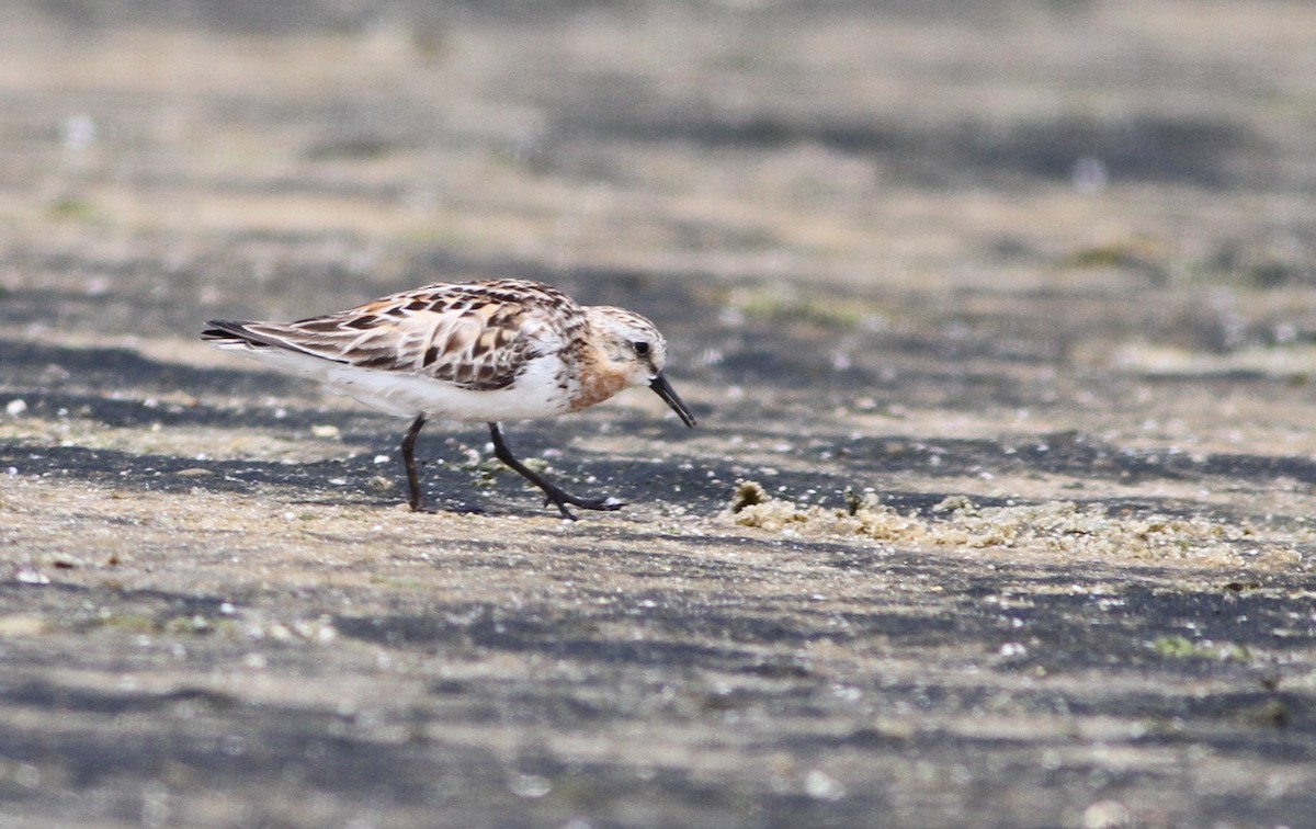 Red-necked Stint - ML21662791