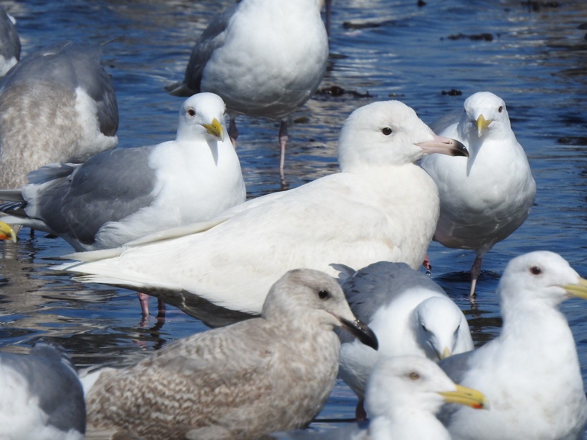 Glaucous Gull - ML216627991