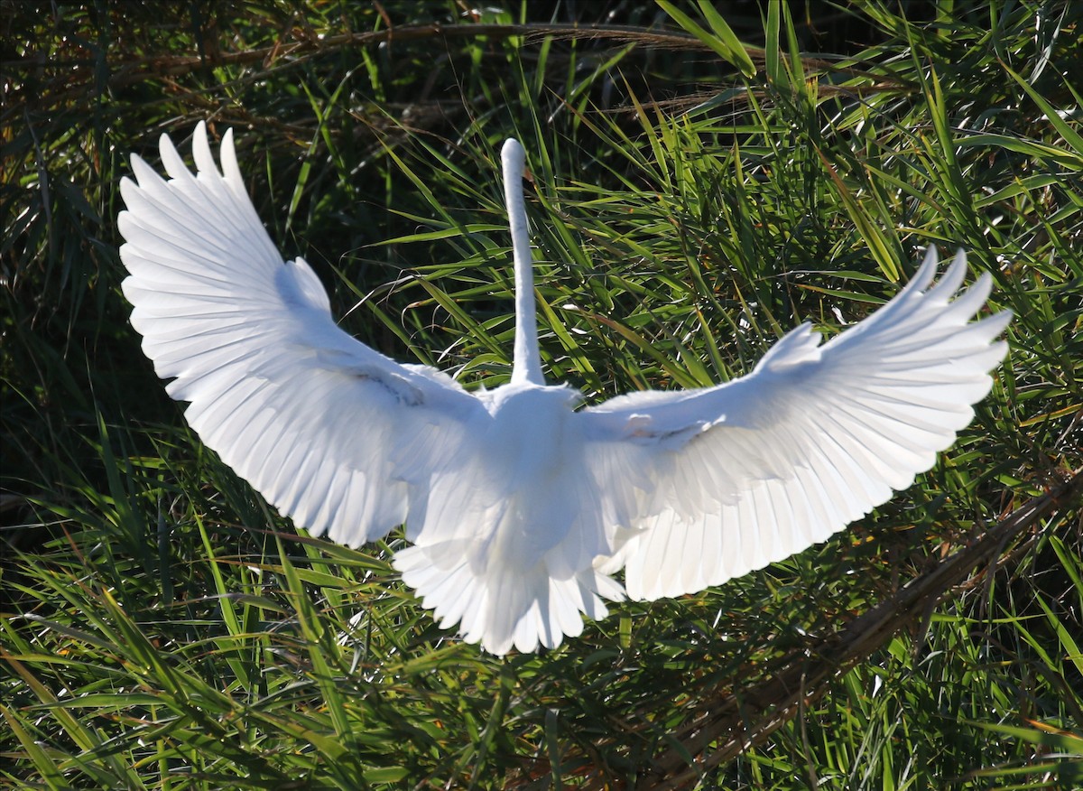 Grande Aigrette - ML216629061