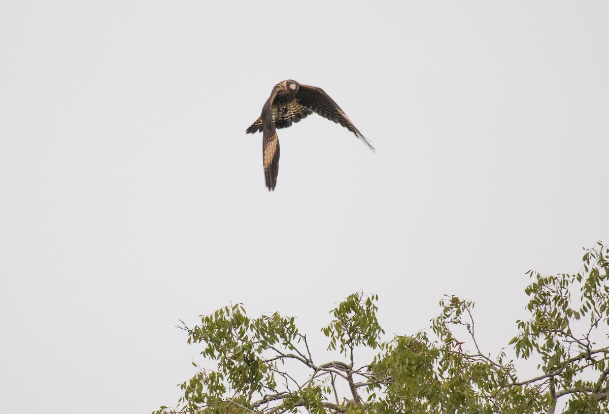 Caracara à tête jaune - ML216632561