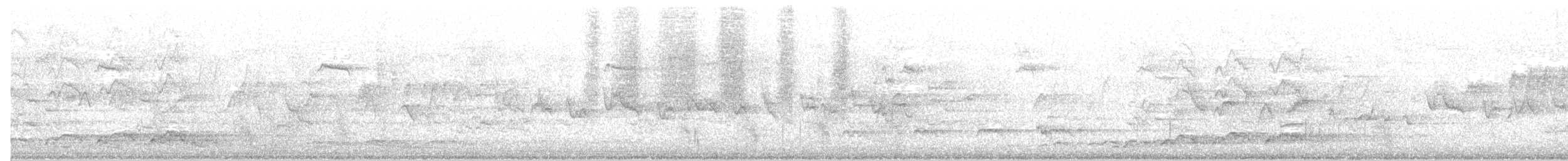 Pazifikkoel (cyanocephalus/subcyanocephalus) - ML21663341
