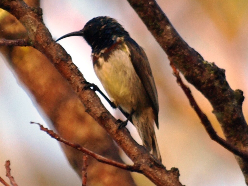 Souimanga Sunbird - ML216634281