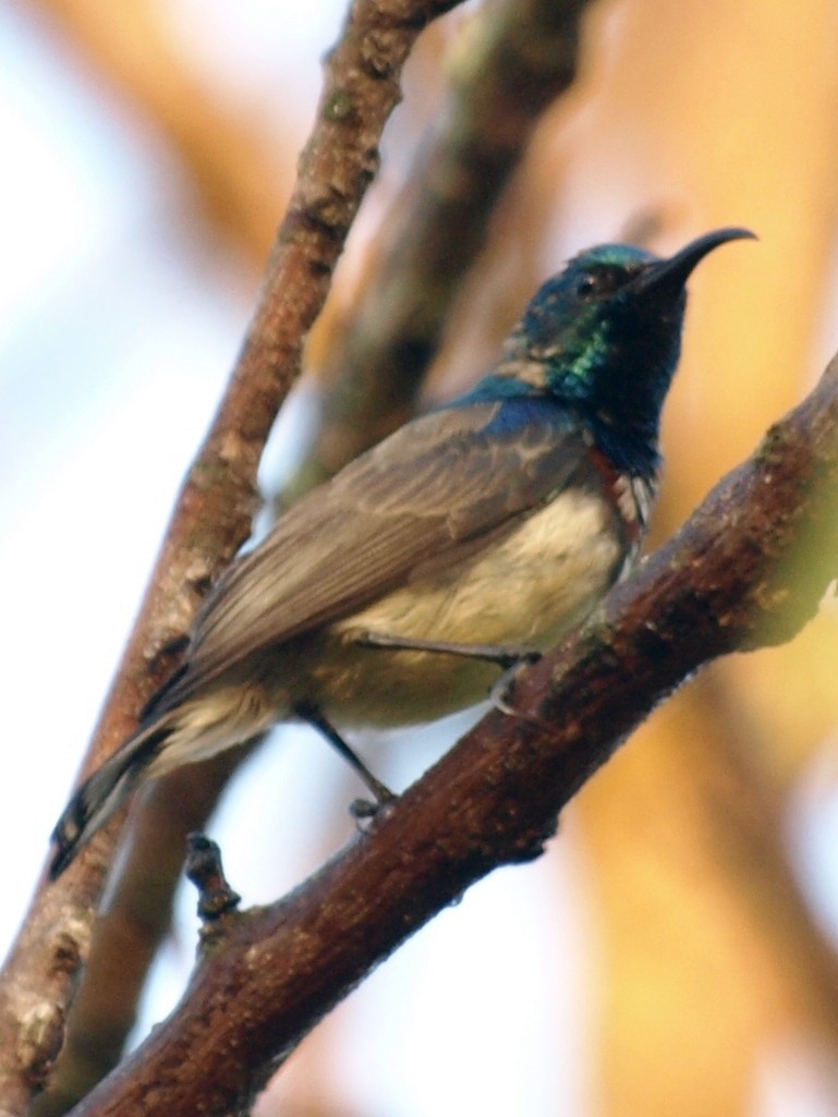 Souimanga Sunbird - ML216634291