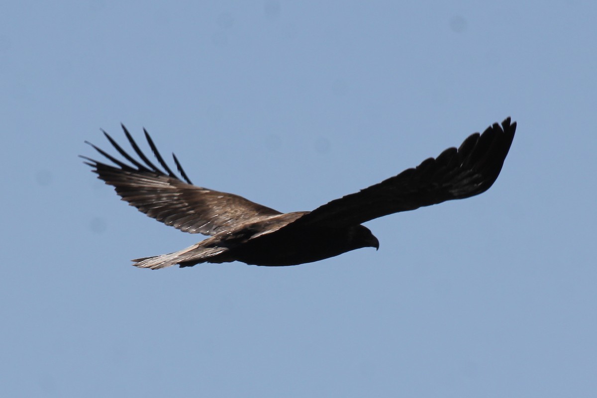 Golden Eagle - Kenny Frisch