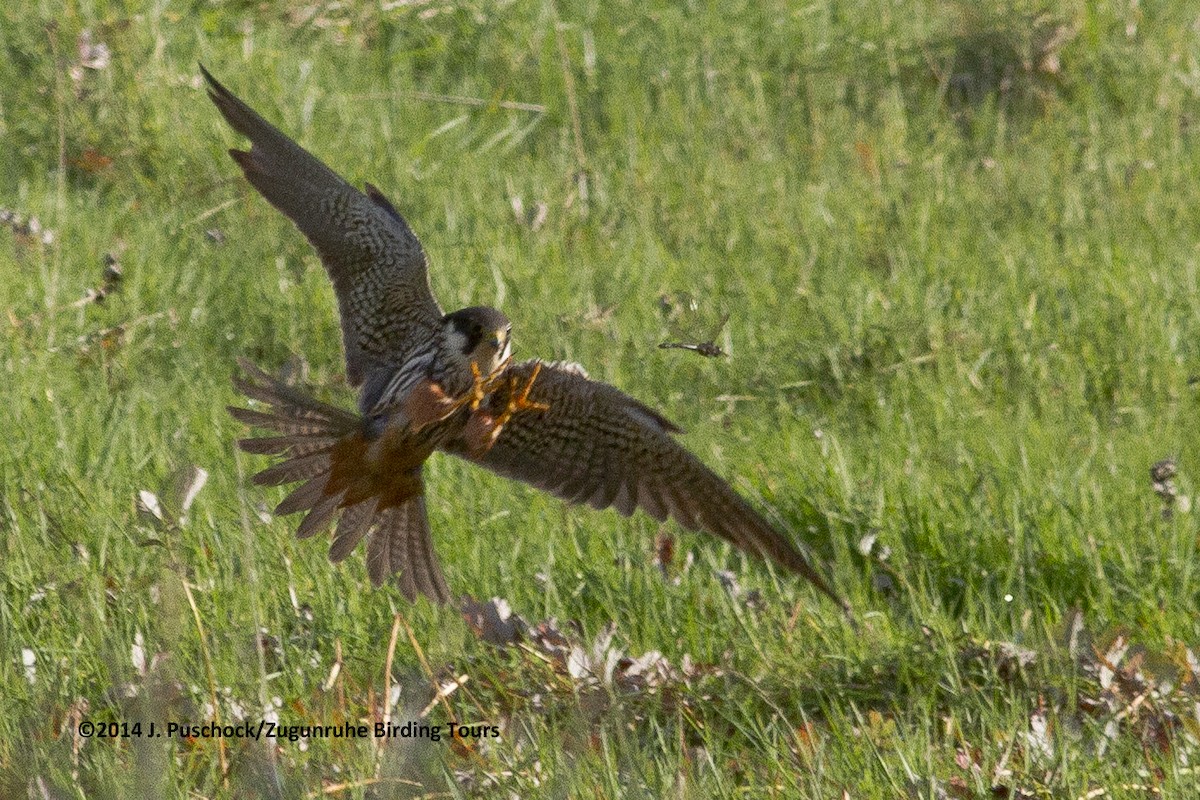 Eurasian Hobby - ML216634741