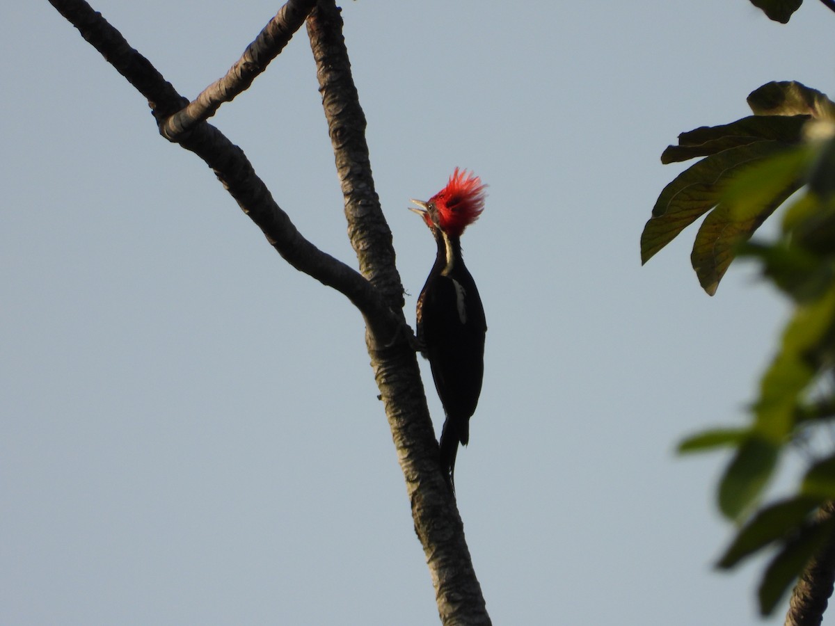 Lineated Woodpecker - ML216637561