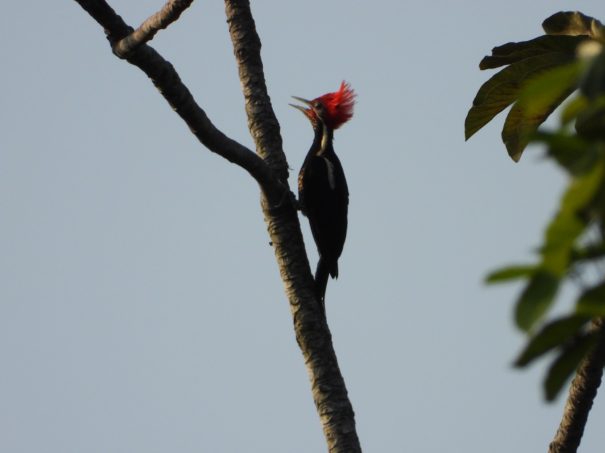 Lineated Woodpecker - Adrianh Martinez-Orozco