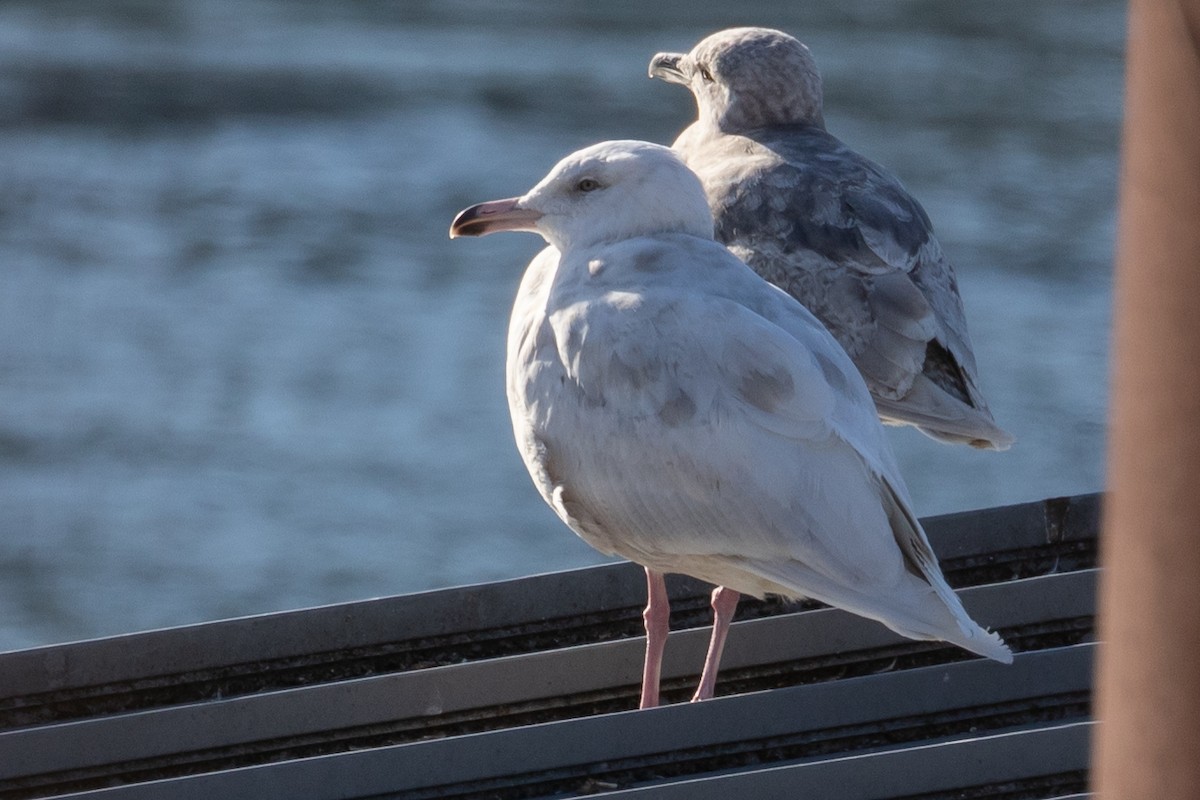 Glaucous Gull - Audrey Addison