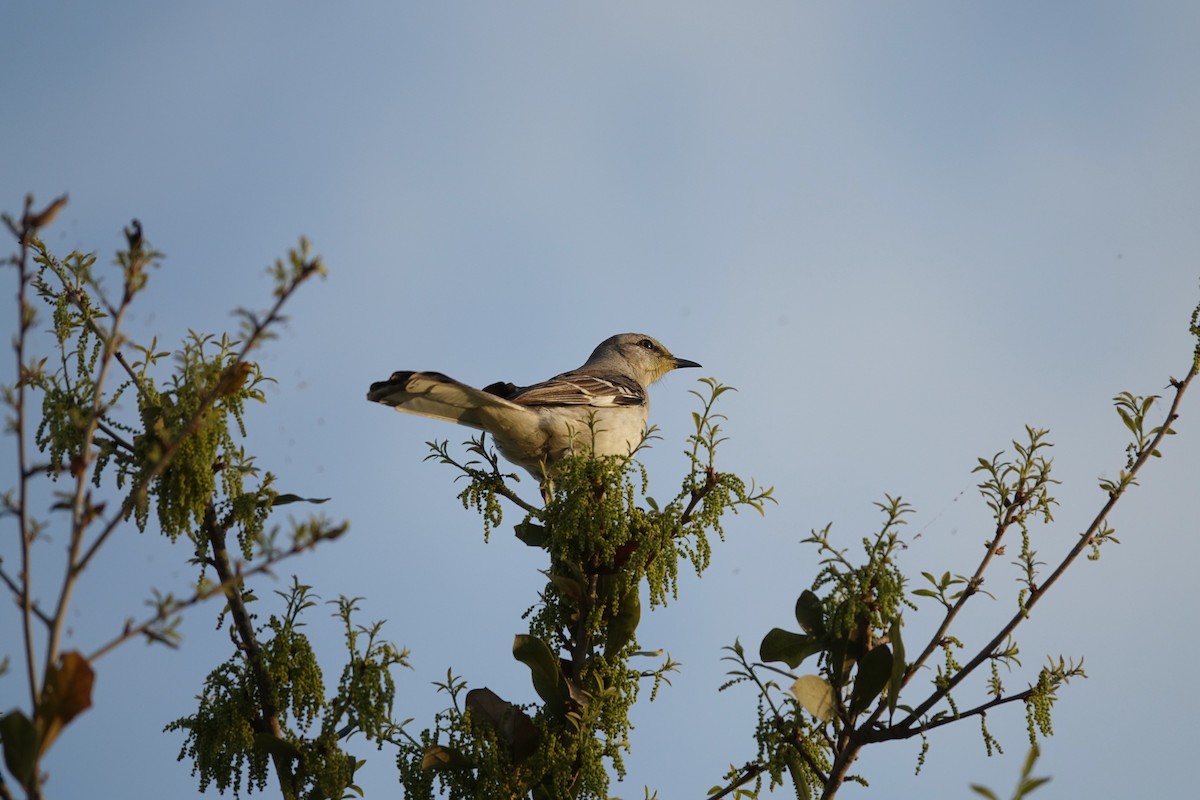 Northern Mockingbird - ML216638691