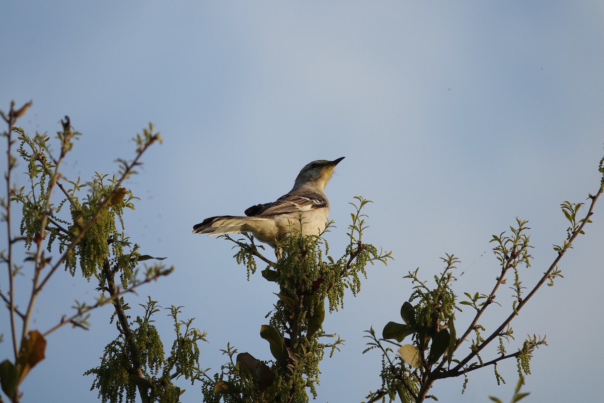 Northern Mockingbird - ML216638711