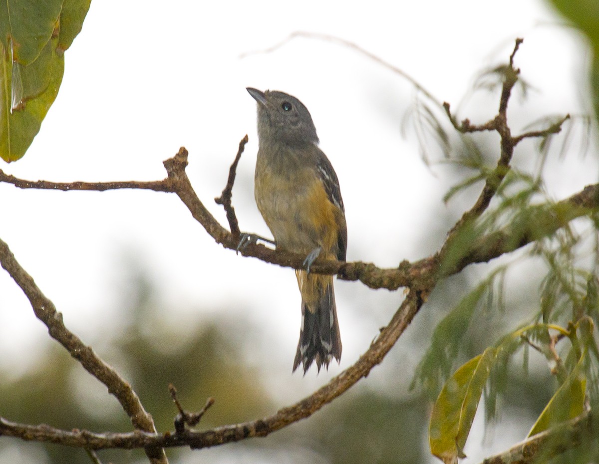 Variable Antshrike - ML216639401