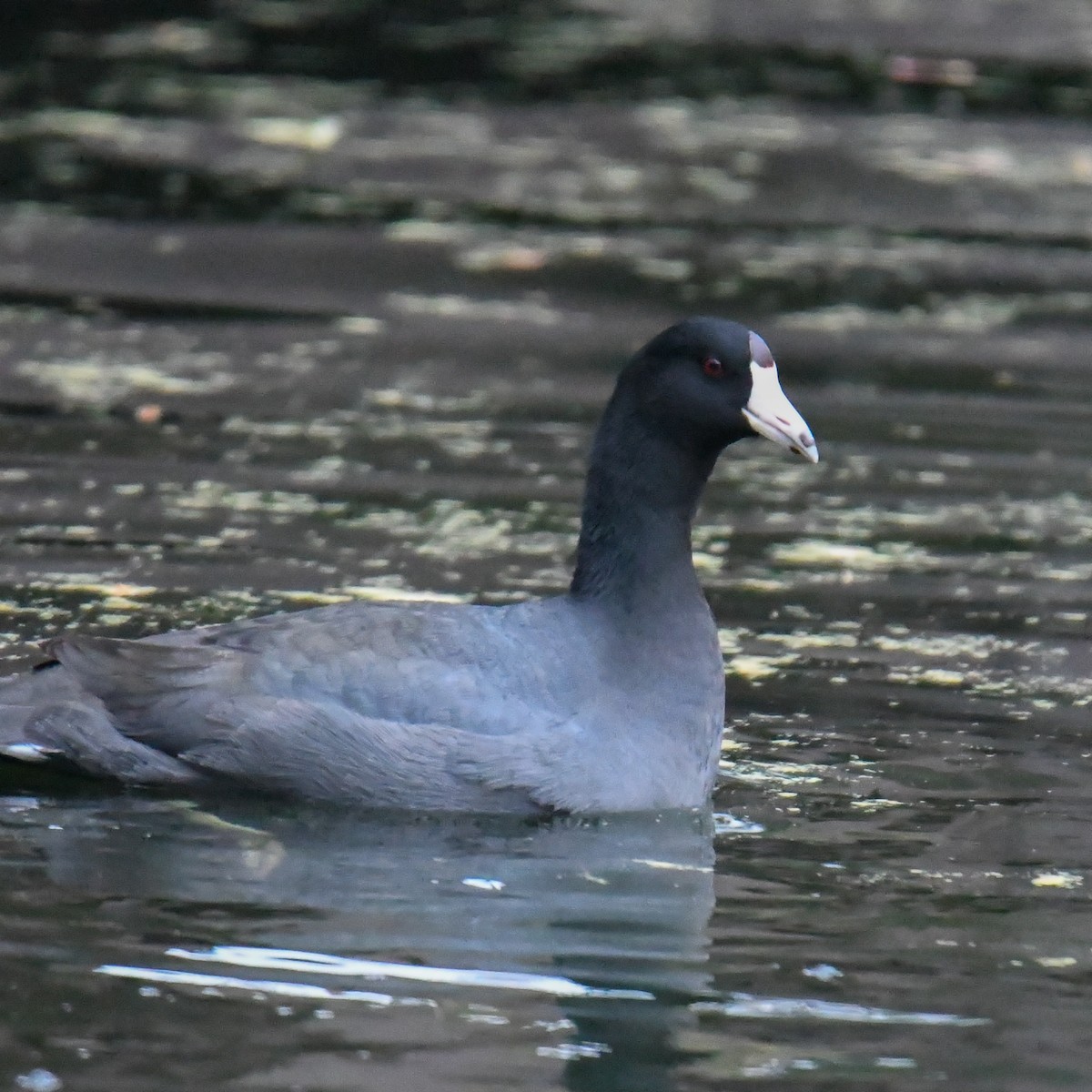 American Coot - Rick Spencer