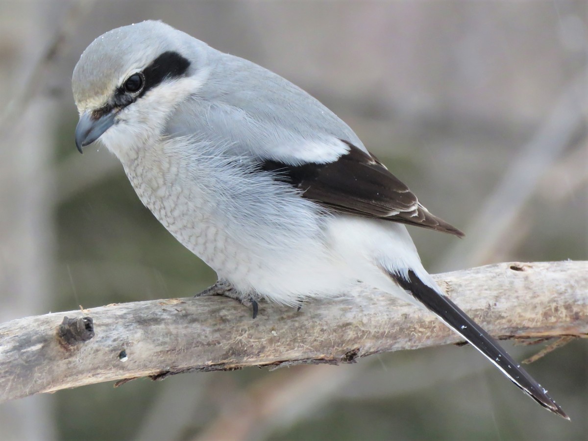 Northern Shrike - Timothy Piranian