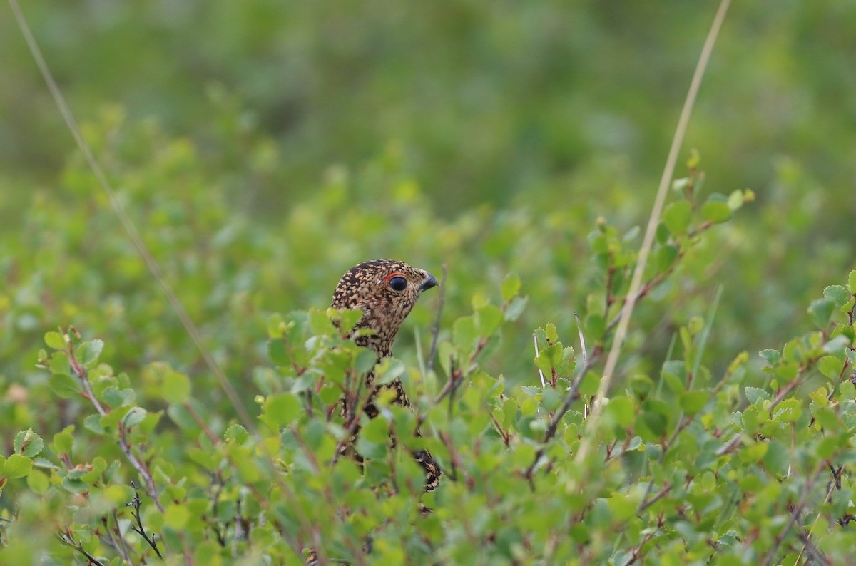 Willow Ptarmigan - ML216642091