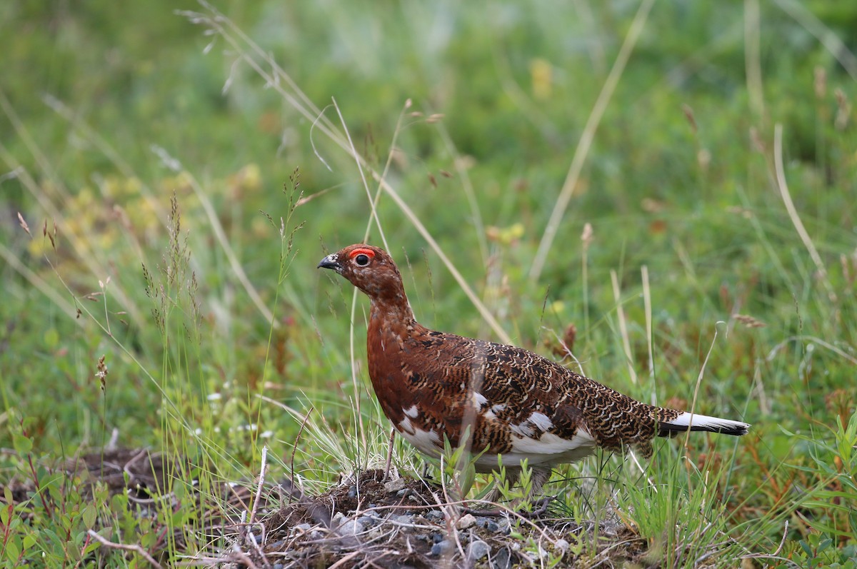 Willow Ptarmigan - ML216642111