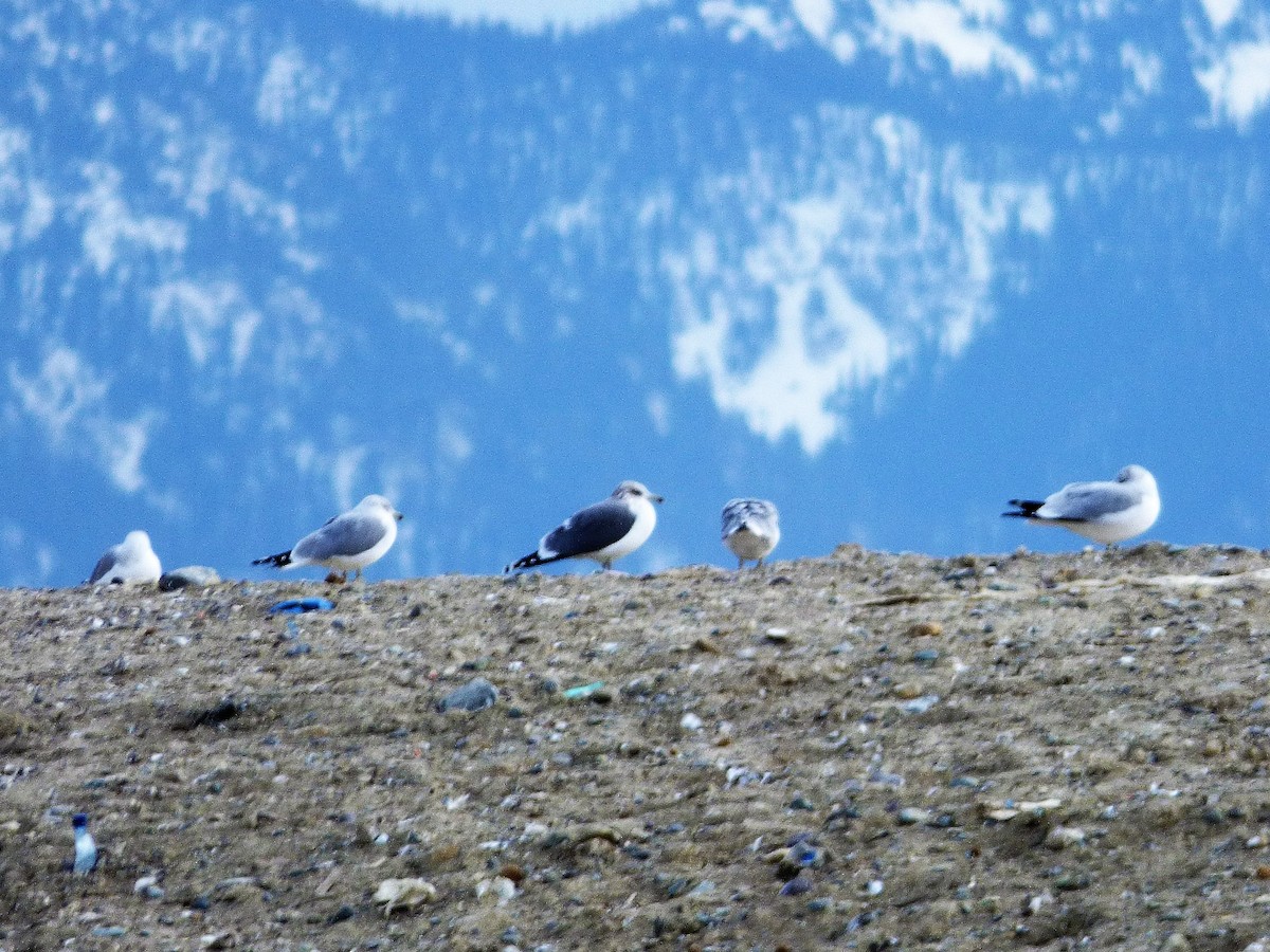 Lesser Black-backed Gull - Craig Hohenberger