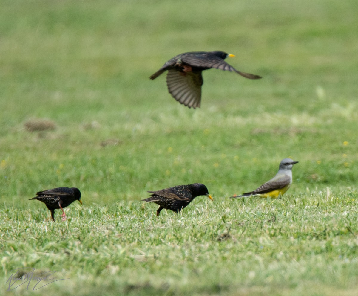 Western Kingbird - ML216645351