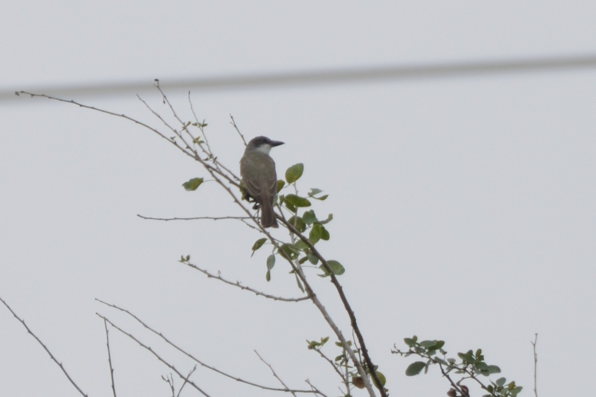 Dickschnabel-Königstyrann - ML216646201