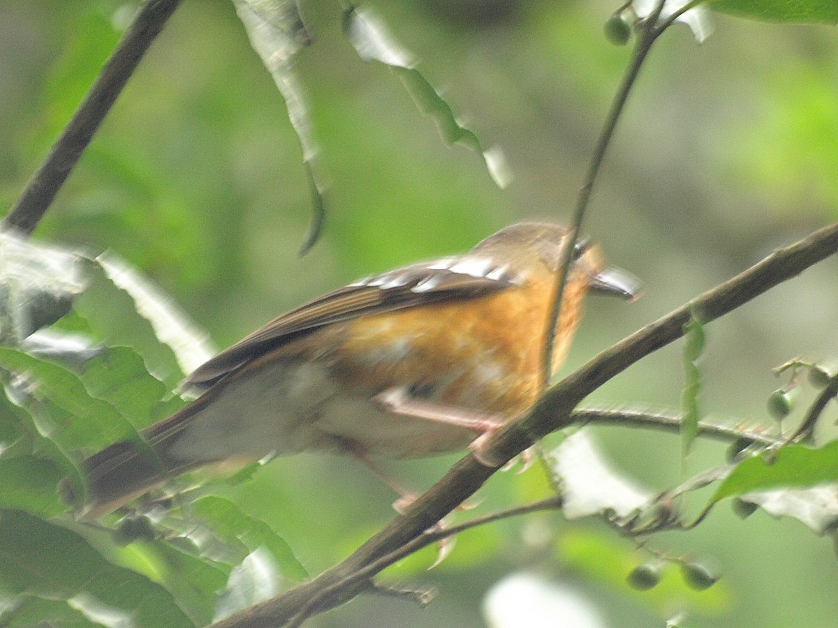 Orange Ground-Thrush - ML216647261