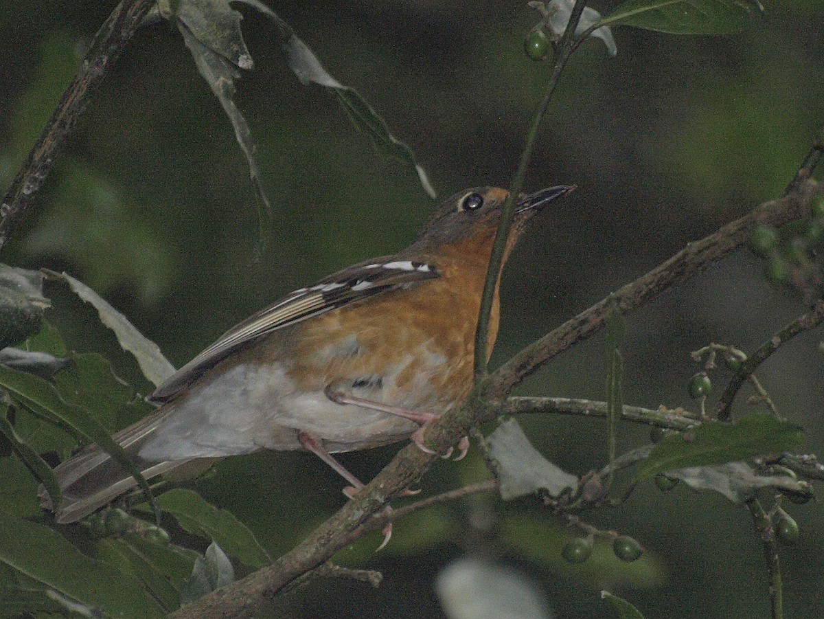 Orange Ground-Thrush - David  Mules