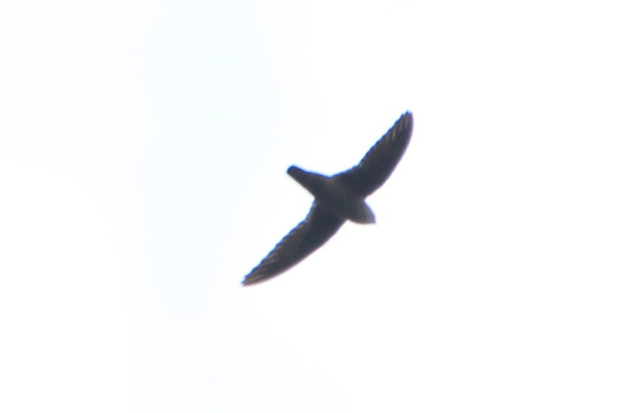 Vencejo de Vaux - ML216647901