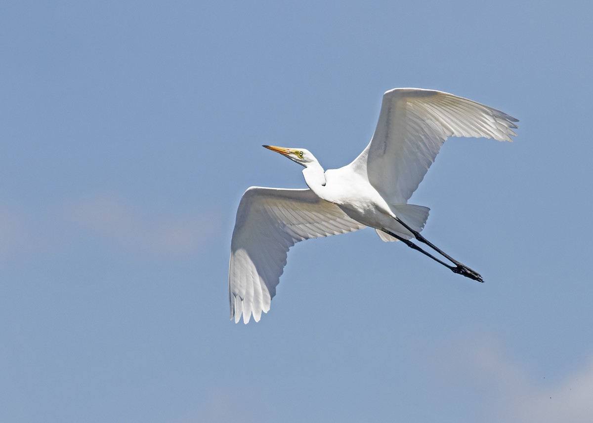 Great Egret - ML216652111